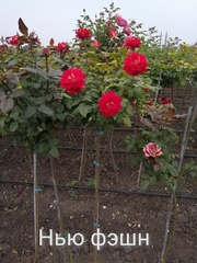 Розы штамбовые,  частный питомник Рай у дома - foto 1
