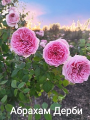 Розы штамбовые,  частный питомник Рай у дома - foto 2