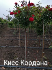 Розы штамбовые,  частный питомник Рай у дома - foto 3