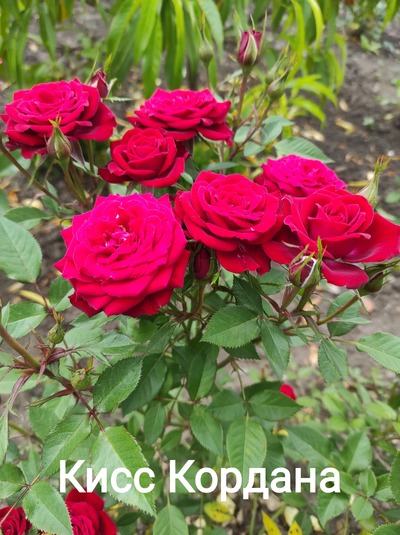 Розы штамбовые,  частный питомник Рай у дома - main